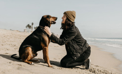 cbd for dogs